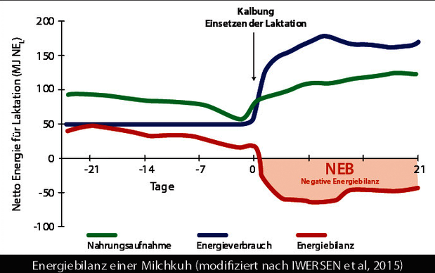 Energiebilanz einer Milchkuh (modifiziert nach Iwersen et al, 2015) Diagramm Energiebilanz einer Milchkuh (modifiziert nach Iwersen et al, 2015)