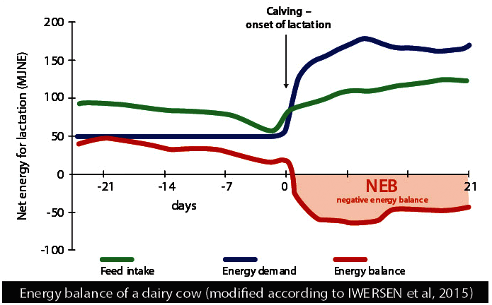 Diagramm Energiebilanz einer Milchkuh (modifiziert nach Iwersen et al, 2015)
