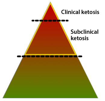 Die subklinische Ketose  kommt viel häufiger vor als die klinische Ketose, und verursacht dadurch einen "unsichtbaren" Verdienstgang! Sie bleibt ohne Messung der Ketonkörper unerkannt. Deswegen sollten Kühe routinemäßig auf subklinische Ketose überwacht werden! 